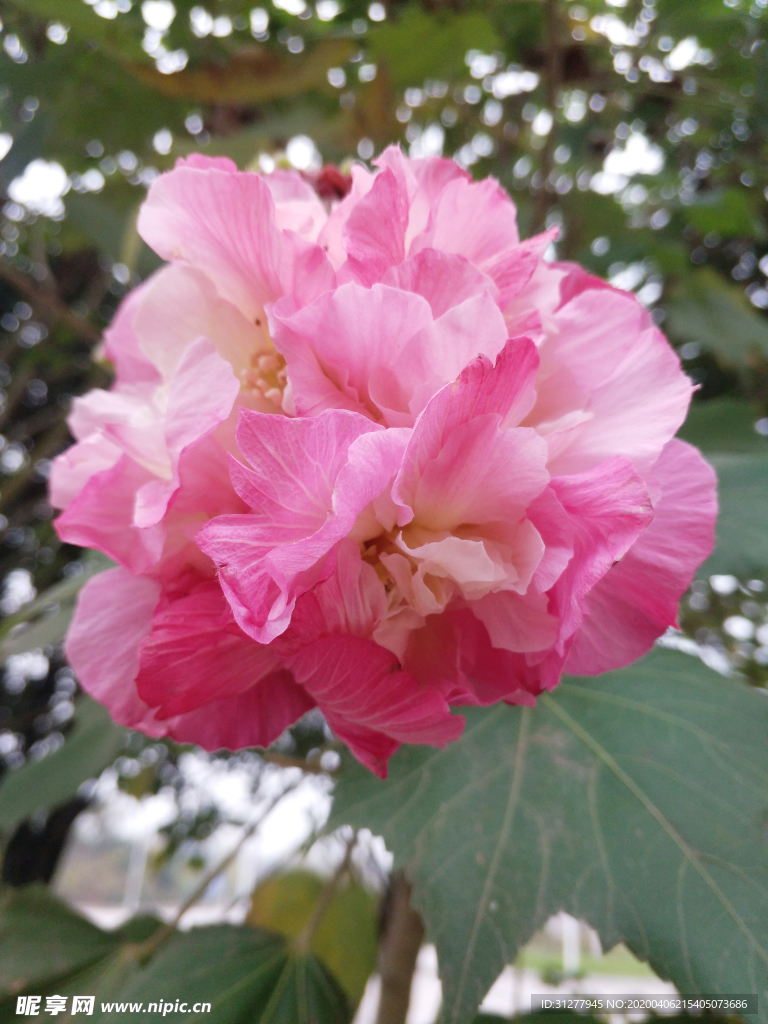 美丽的芙蓉花