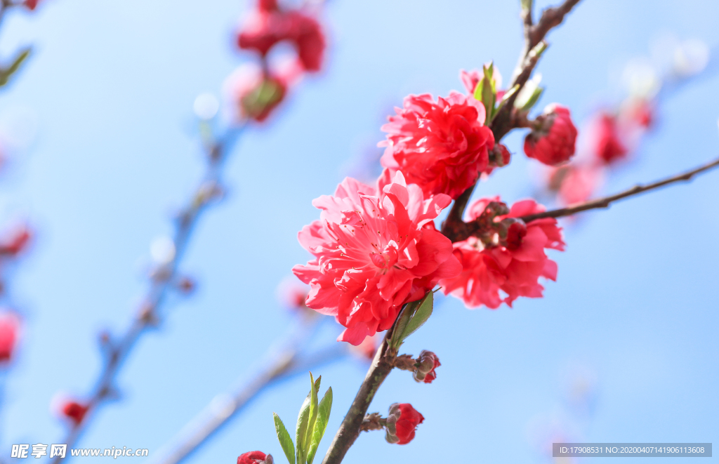 櫻花