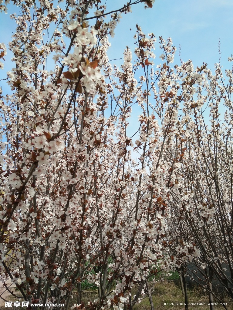 花