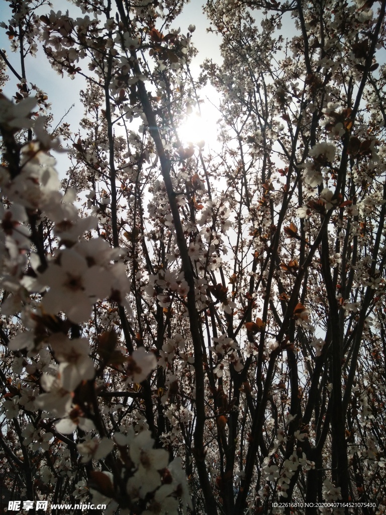 花