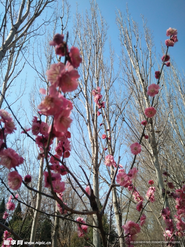 花