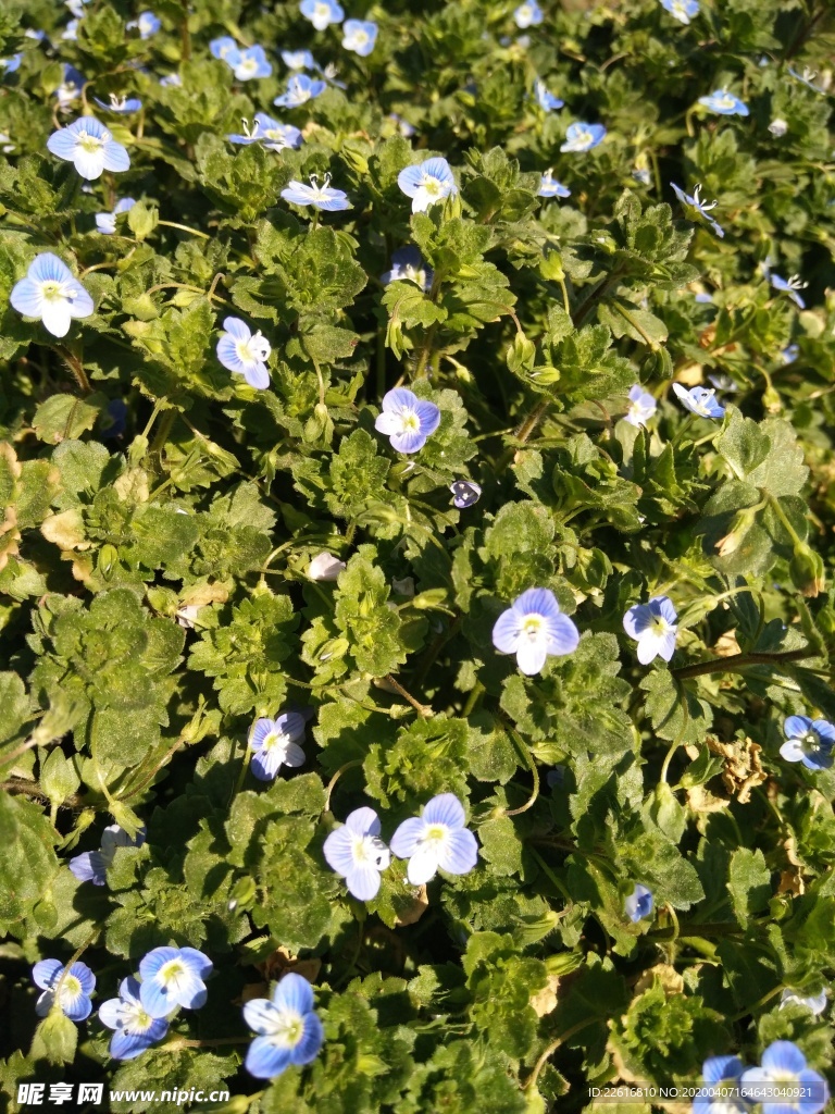 花
