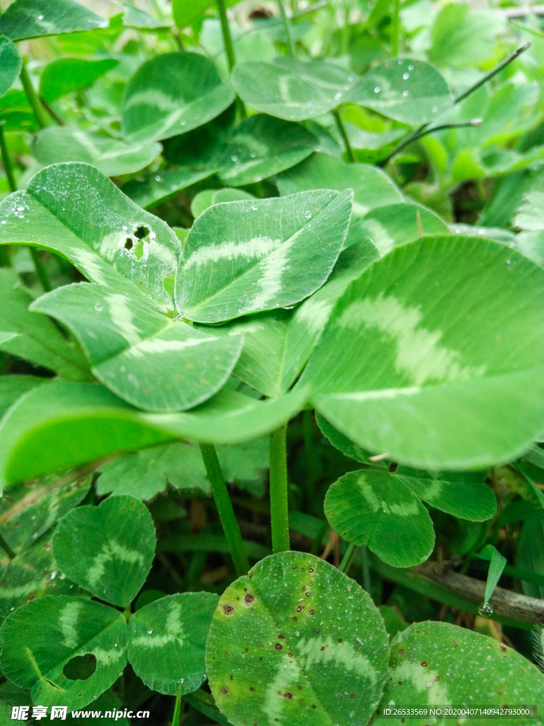 四叶草 绿色背景 护眼 春天