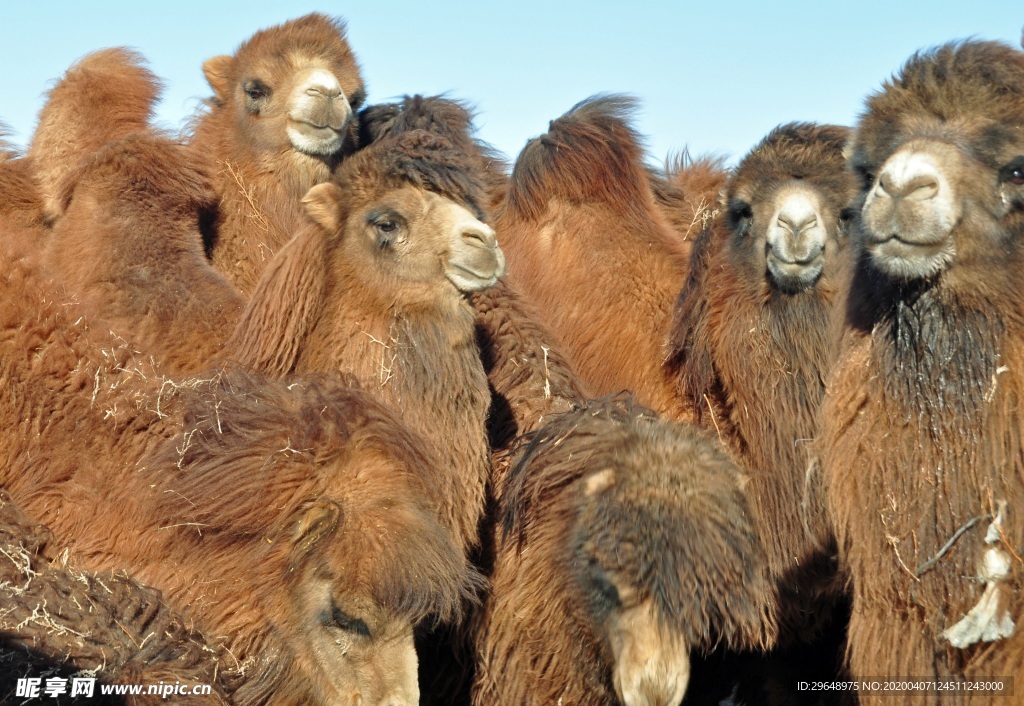 骆驼 沙漠 动物 自然 旅行