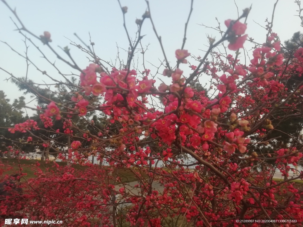 梅花 紅梅 春暖花開