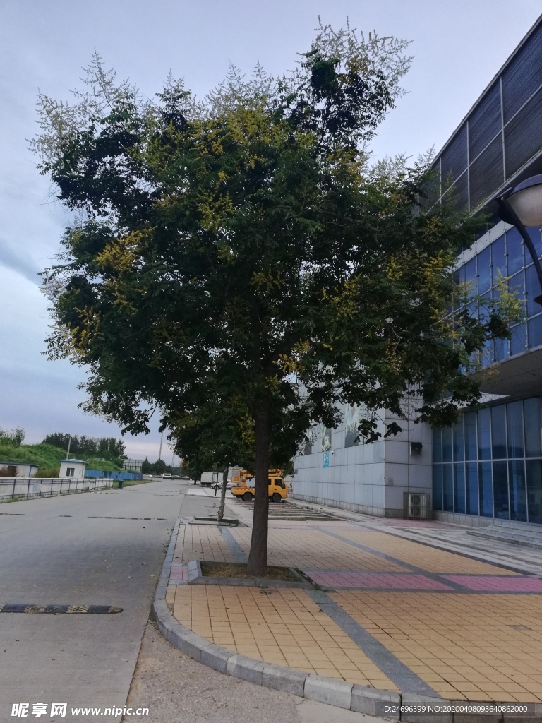淄博国际会展中心的大树