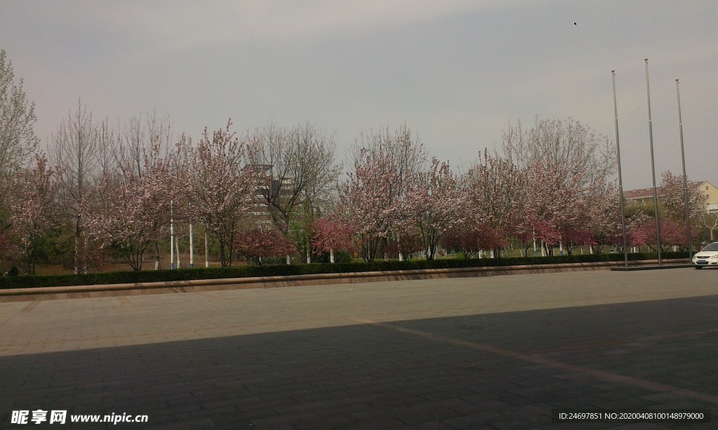 滨州学院樱花
