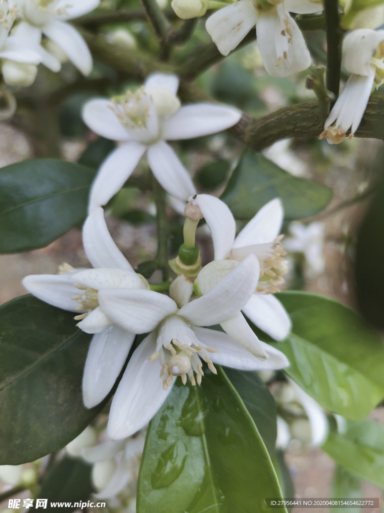 橙子花