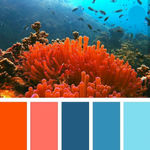 珊瑚配色方案