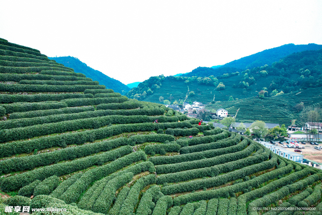 茶叶 采茶 西湖龙井