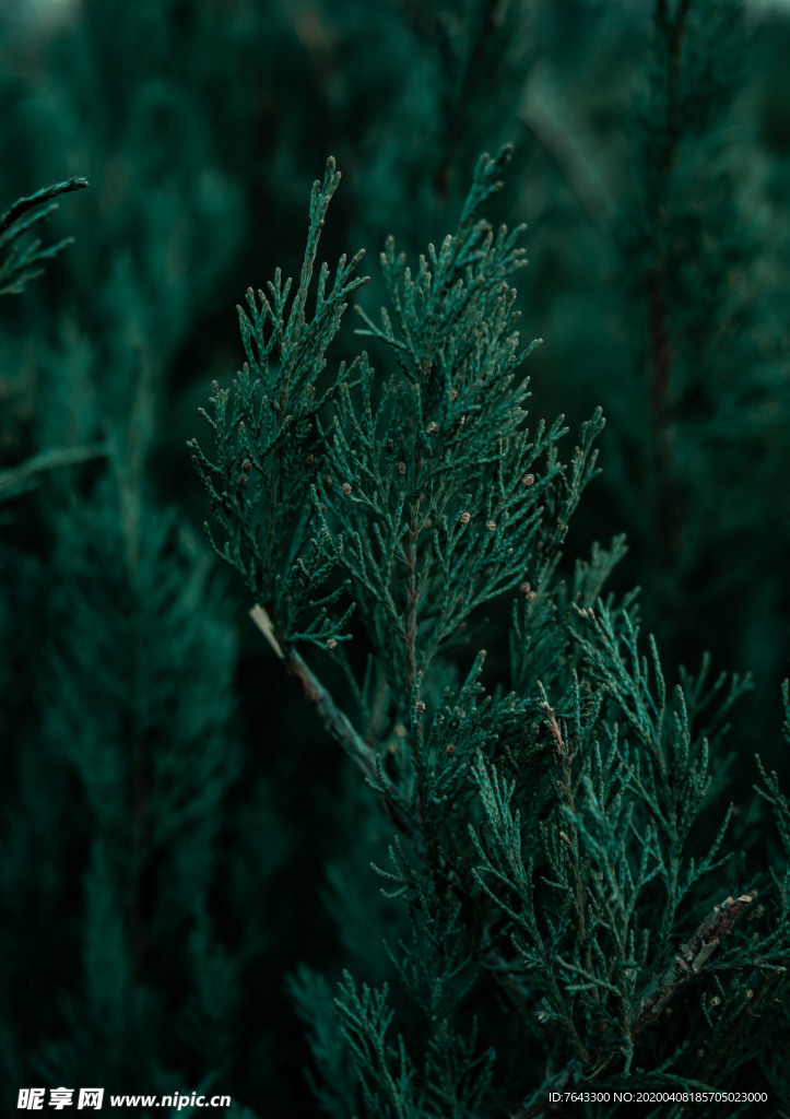 綠植調色特寫攝影圖