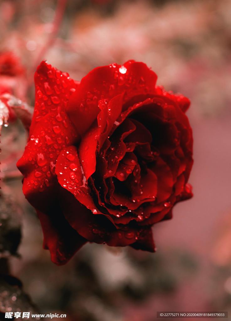 露水玫瑰花