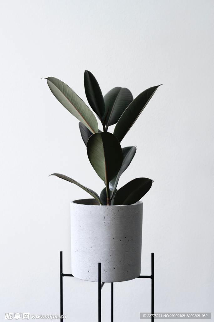 綠植花盆