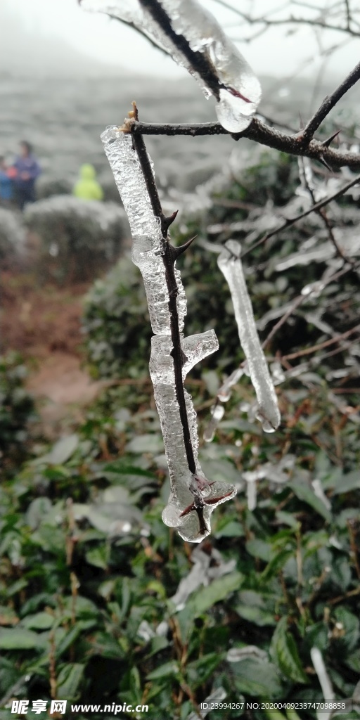 樹干上的冰雪