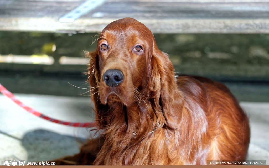 犬 狗 拉布拉多 拉布金毛