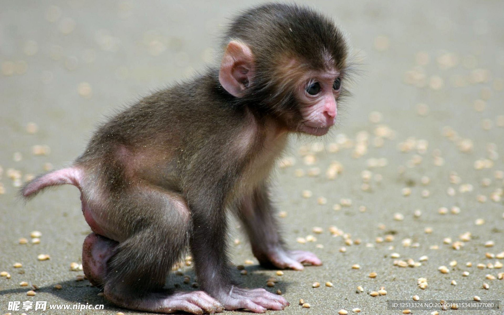 小猴子猴宝宝