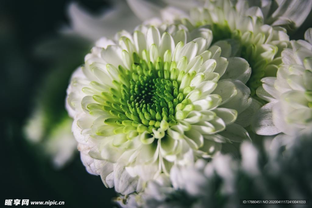 花朵與花枝