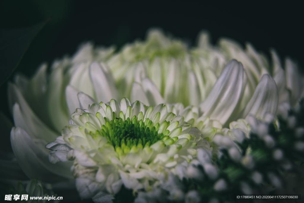 花朵與花枝
