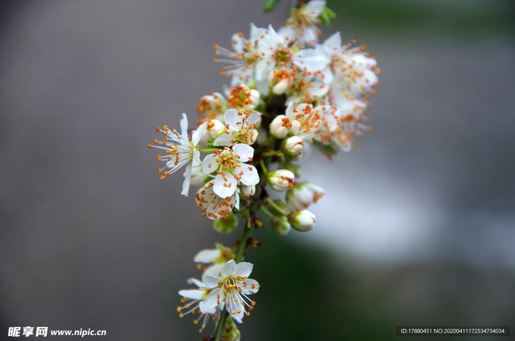花朵與花枝