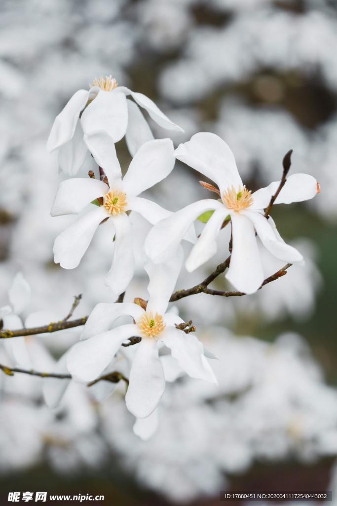 花朵與花枝