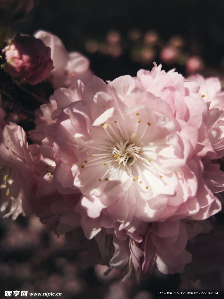 花朵與花枝