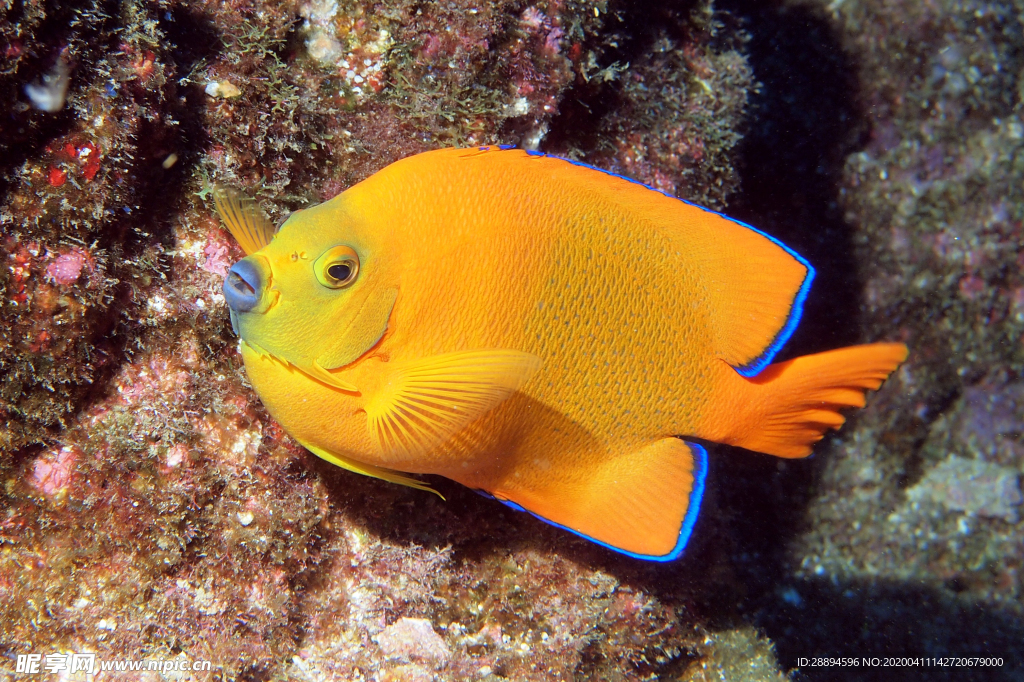 黃色魚