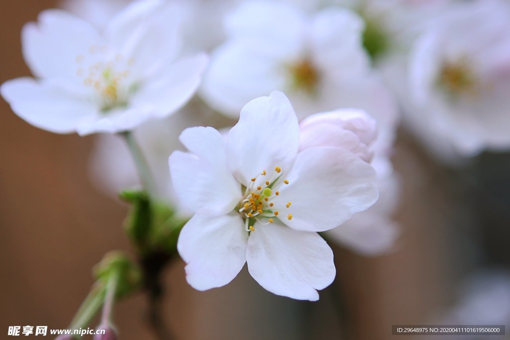 樱花 花朵 白粉色 花卉 植物