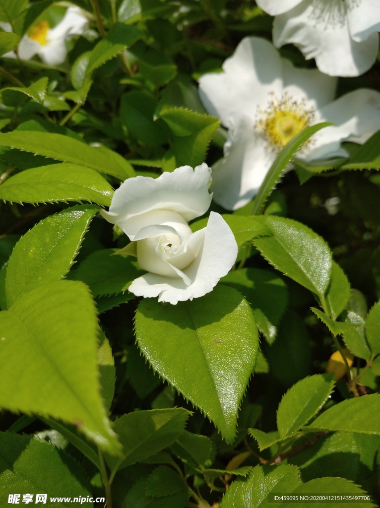正在開放的野花