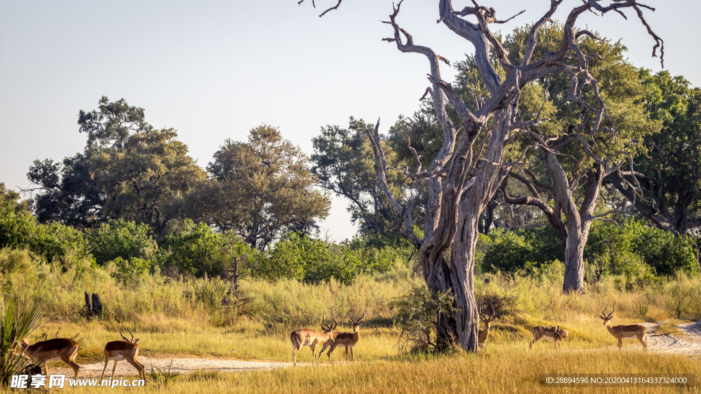 非洲野生动物羚羊