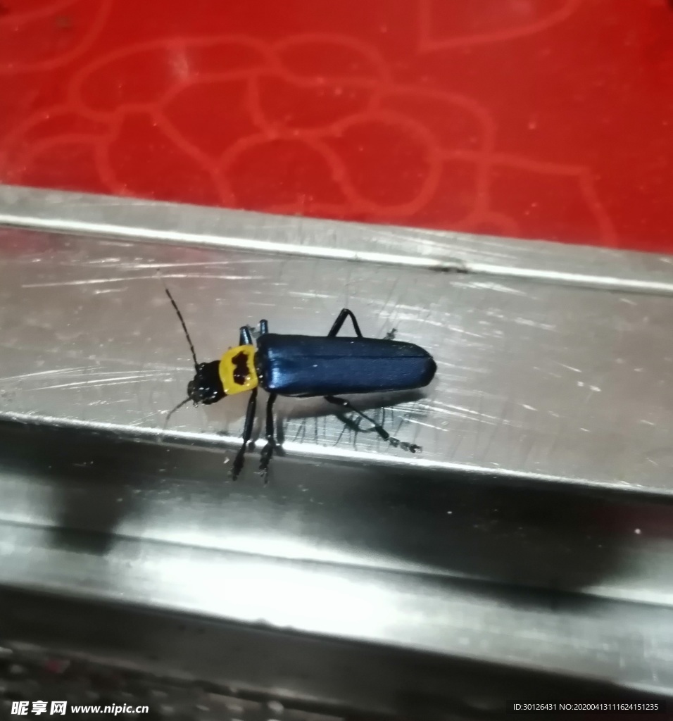 眼斑擬花螢