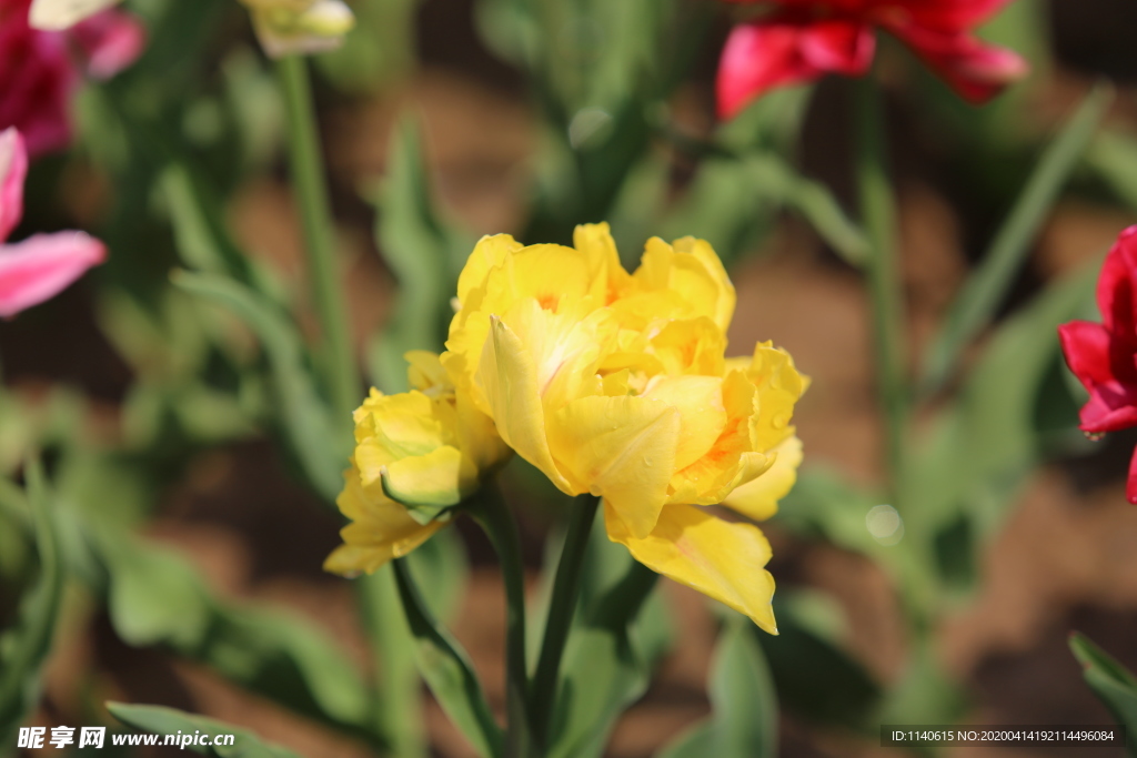 春天  公園  百花齊放  百