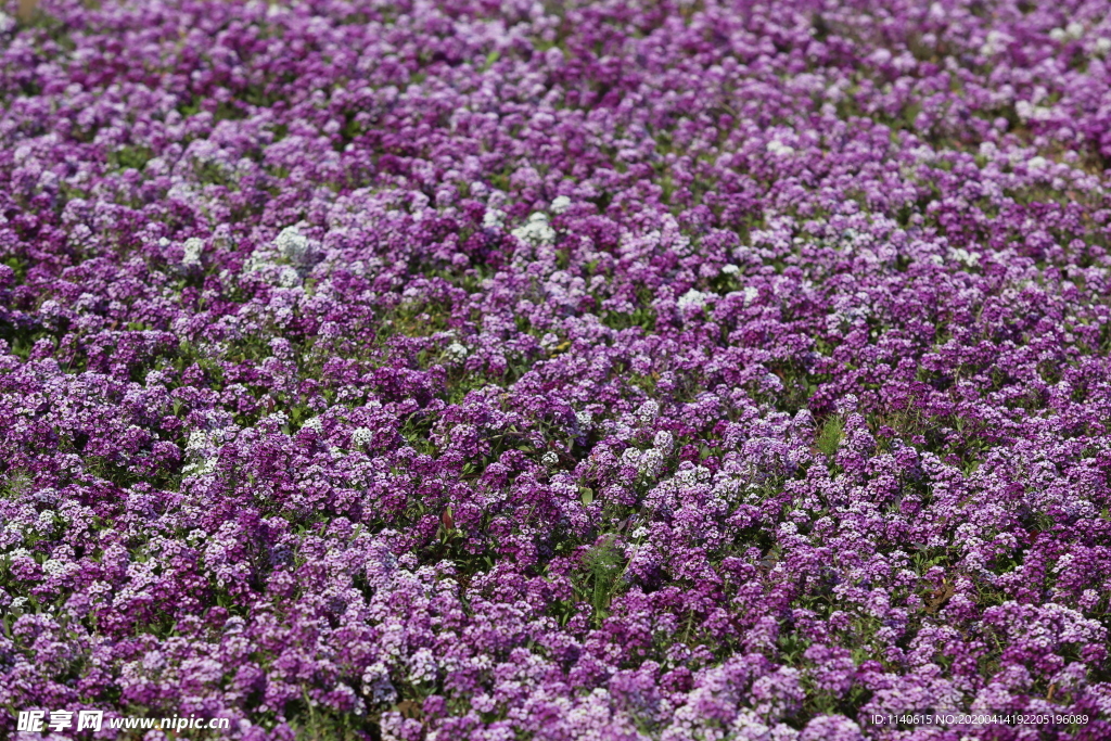 春天  公園  百花齊放  百