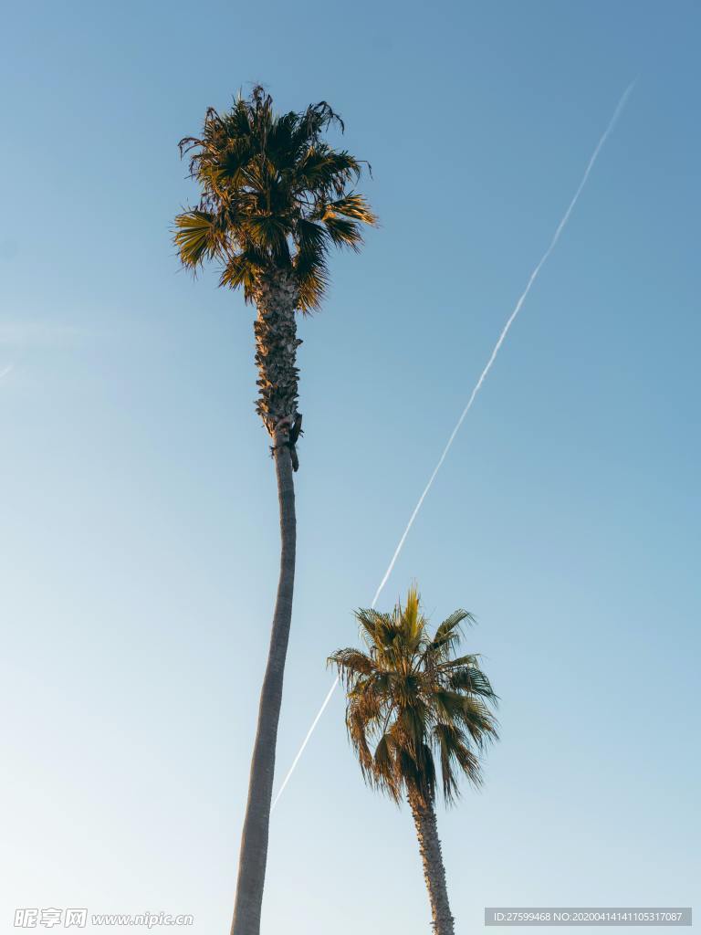天空樹