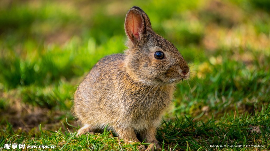 兔 兔子 春天 动物 自然 农