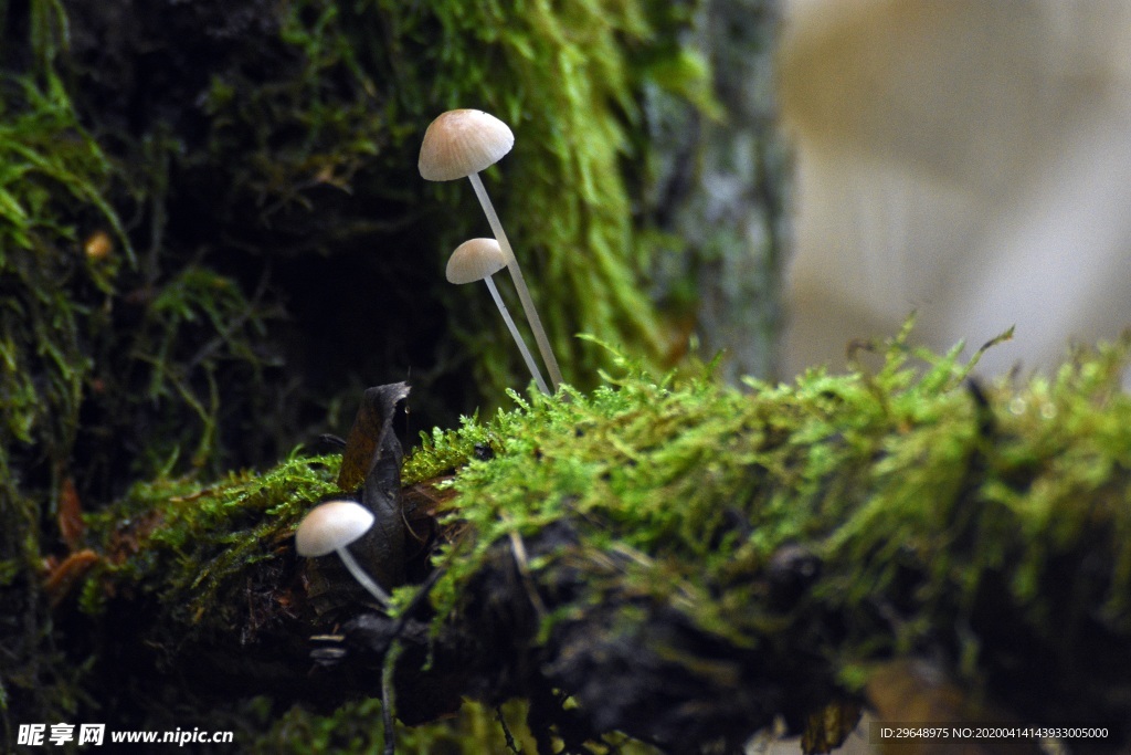 蘑菇 菌类 植物 生存 环境