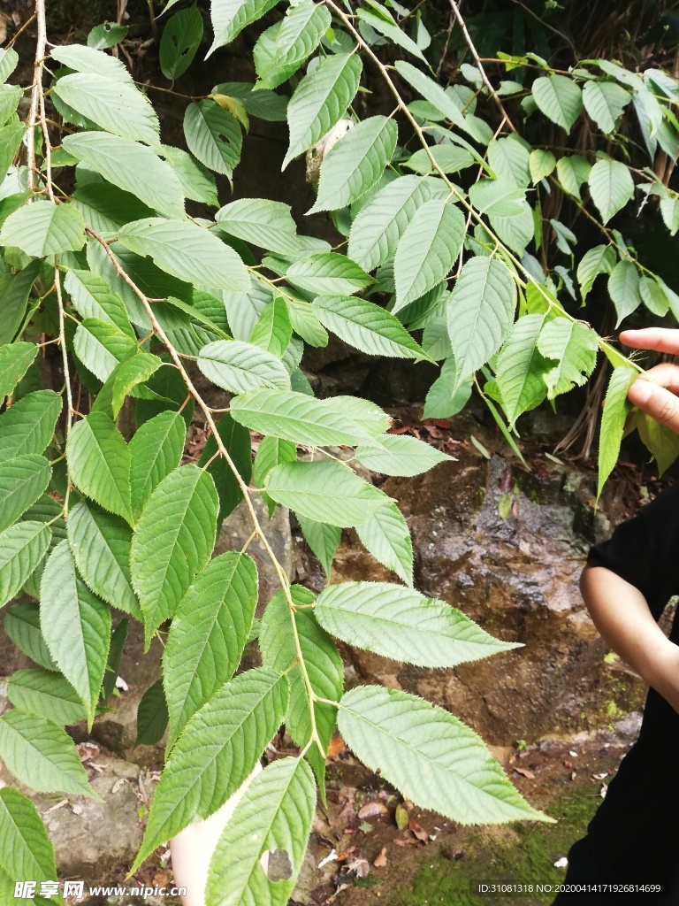 福建山櫻花