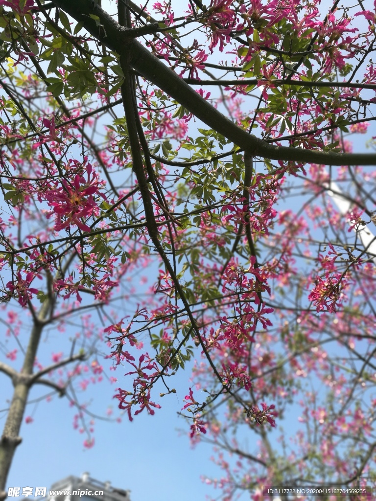 樹 花 美景 街景 植物 藍天