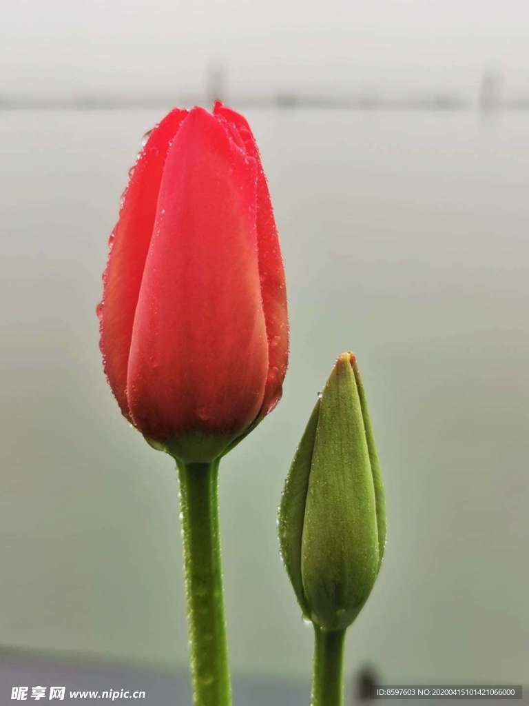 并蒂花