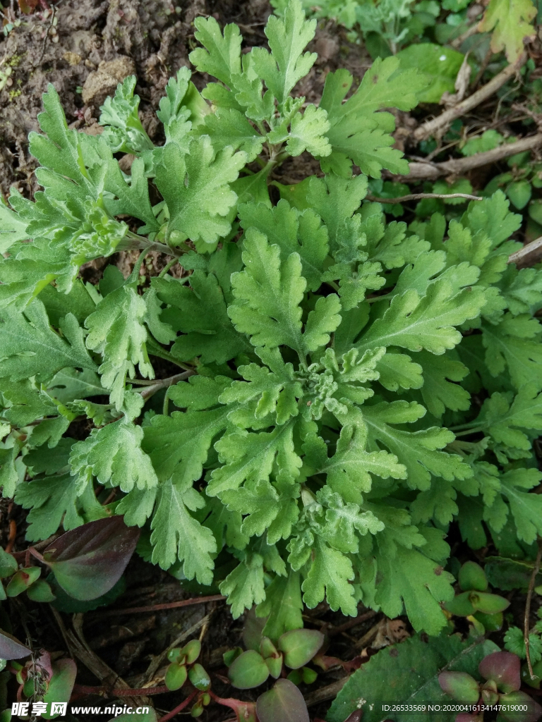 鮮花 花草 生物 花束 艾草