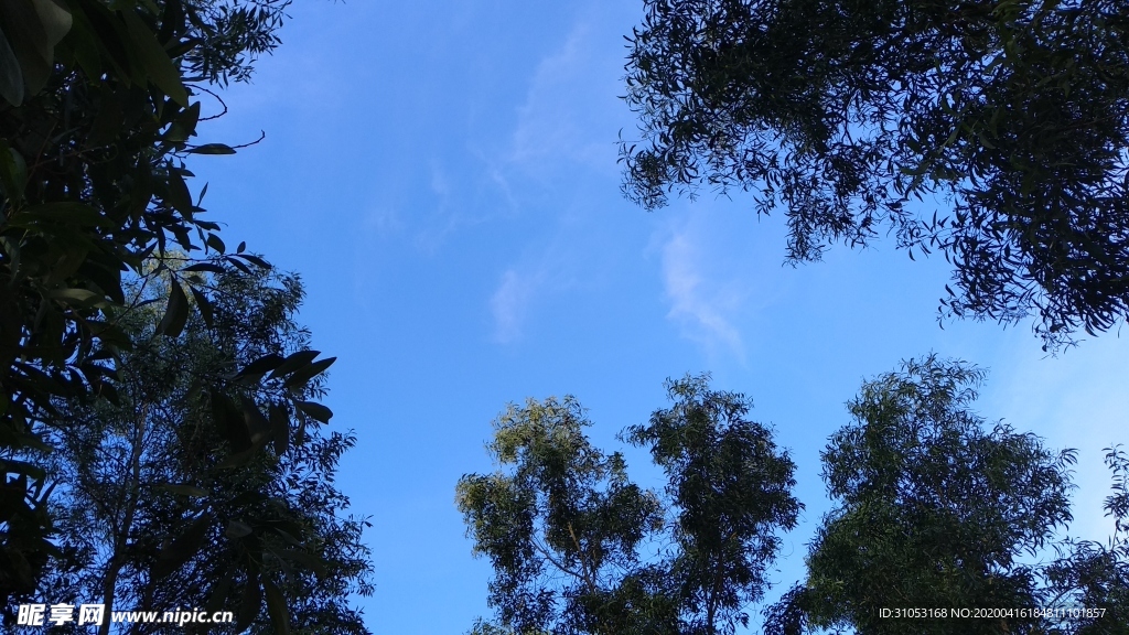 藍天綠葉