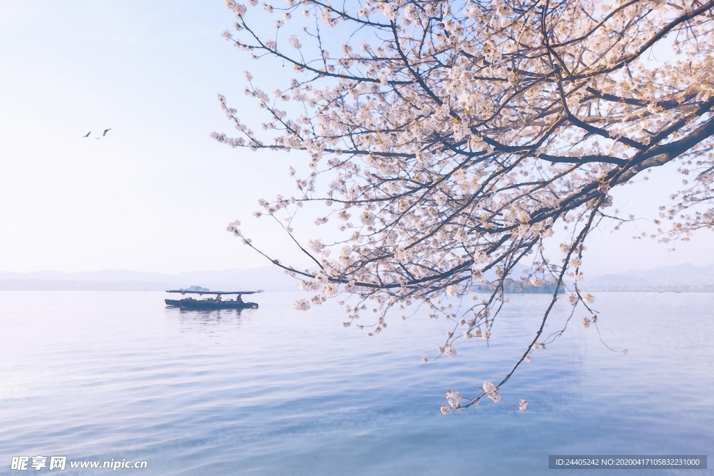 樱花水彩画 西湖