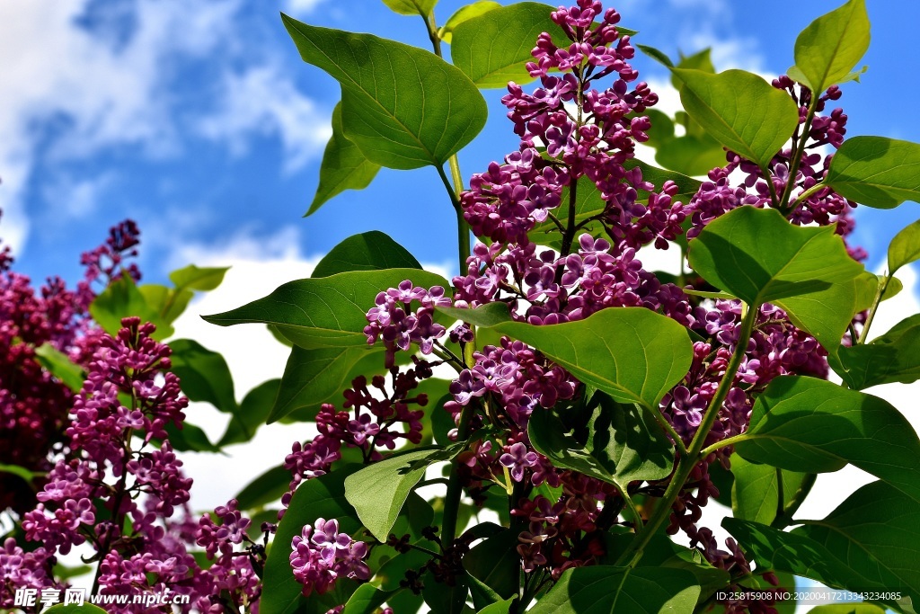 丁香花清香圖片