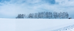 日本美瑛 雪景