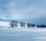 日本美瑛 雪景