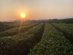 茶業