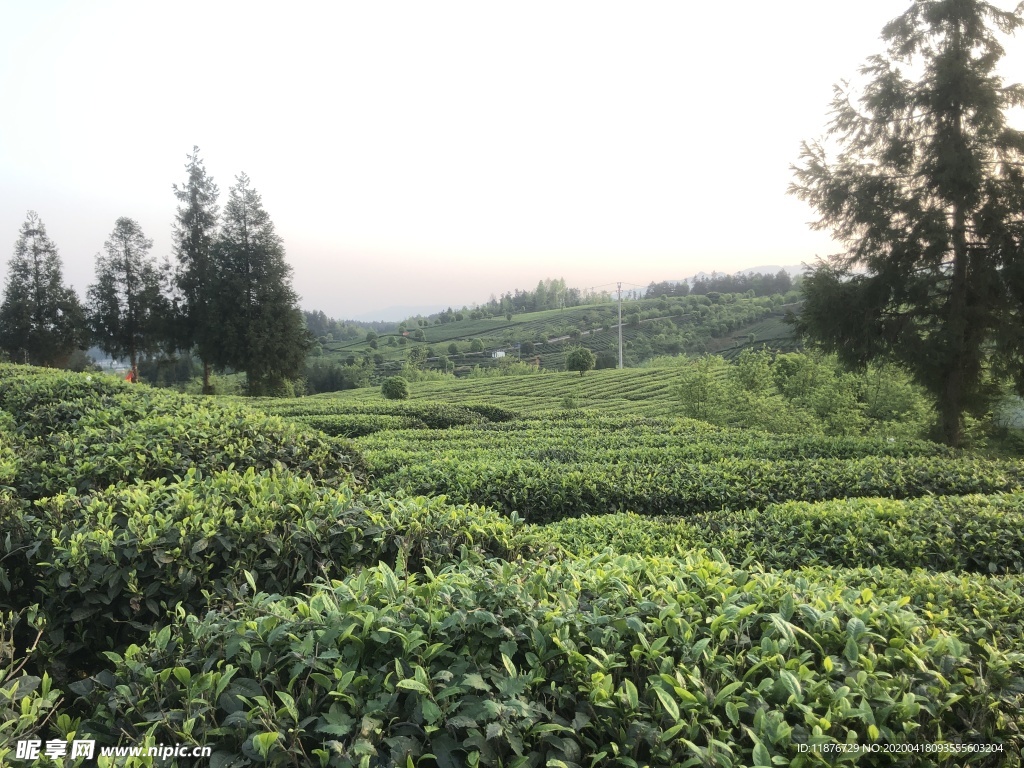 茶業(yè)