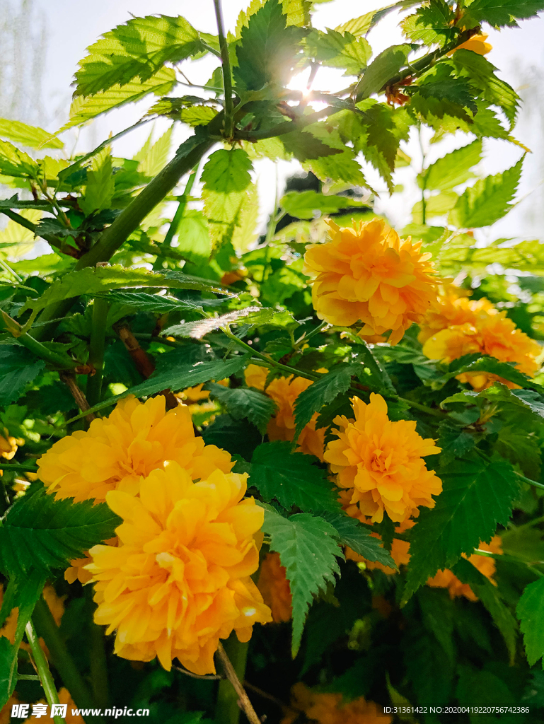 春天盛開的花