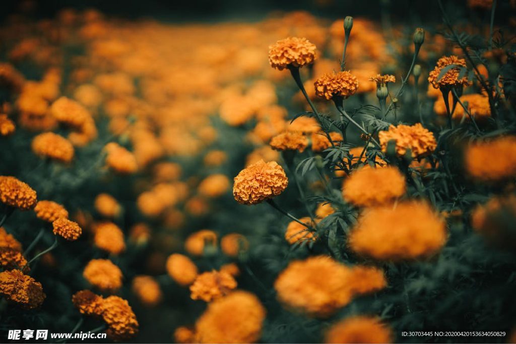 黃色花
