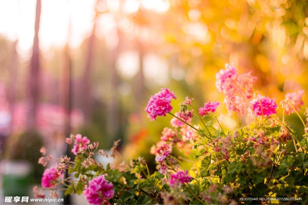 紅色花