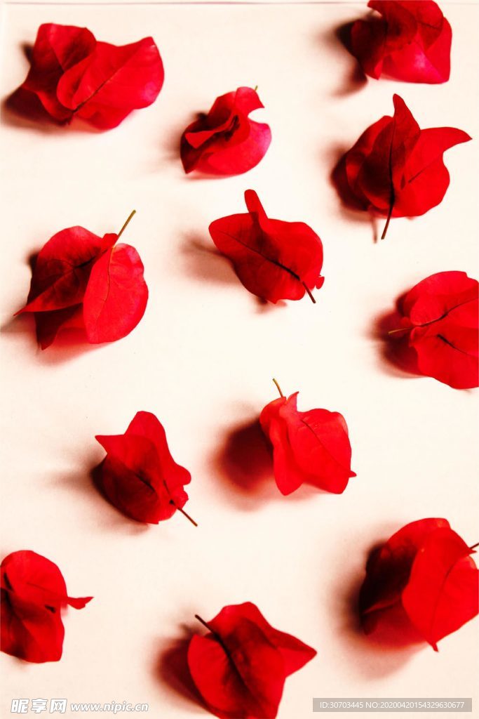 紅色花